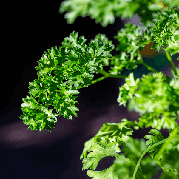 Curly Parsley