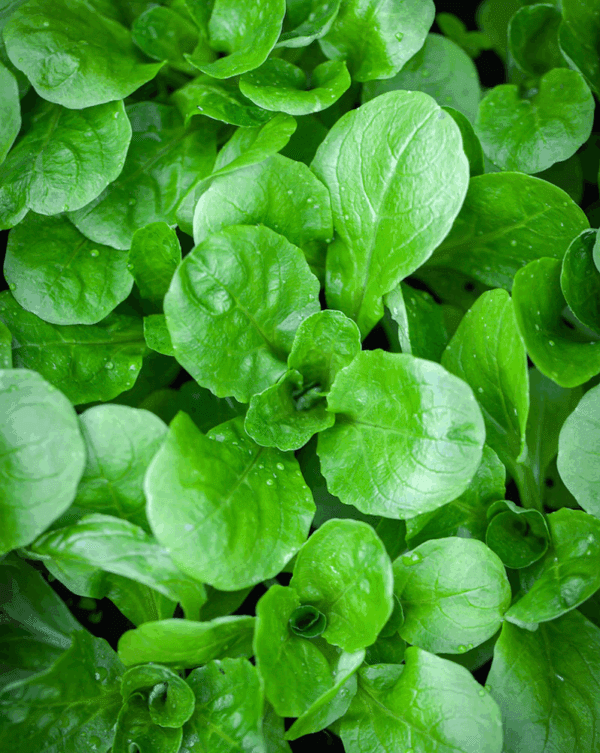 Sky Sprouts Organic Mixed Sprouts