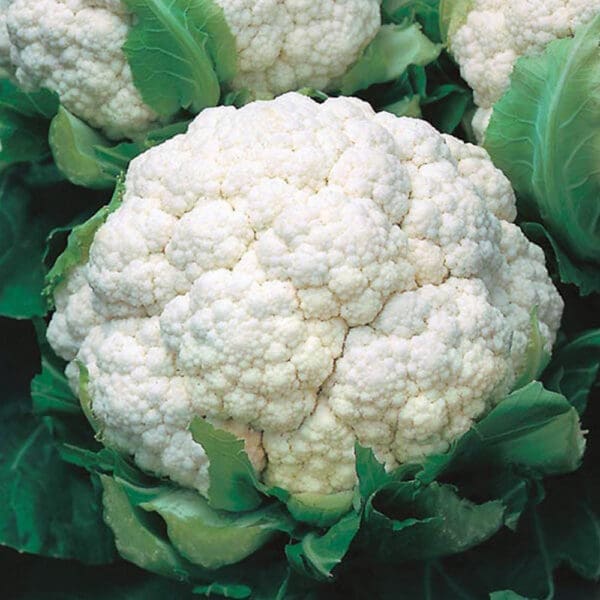 Frozen Ale & Pie Winter Cauliflower