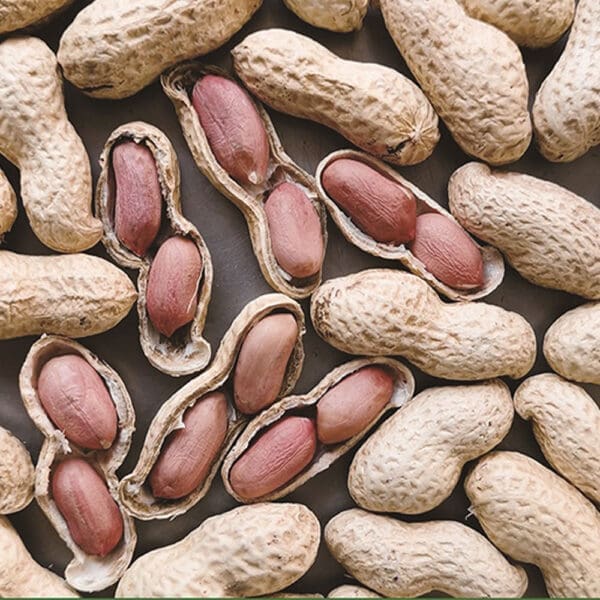 Inshell Peanut Monkey Roasted