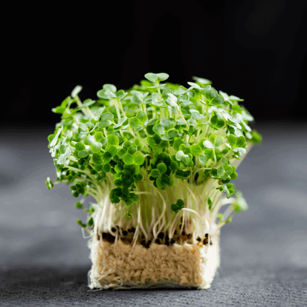 Mustard Cress