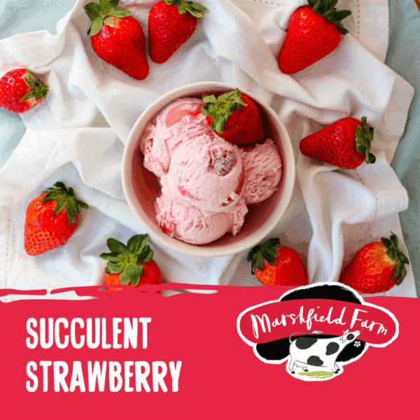 Marshfield Strawberry