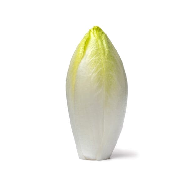 Chicory (White)