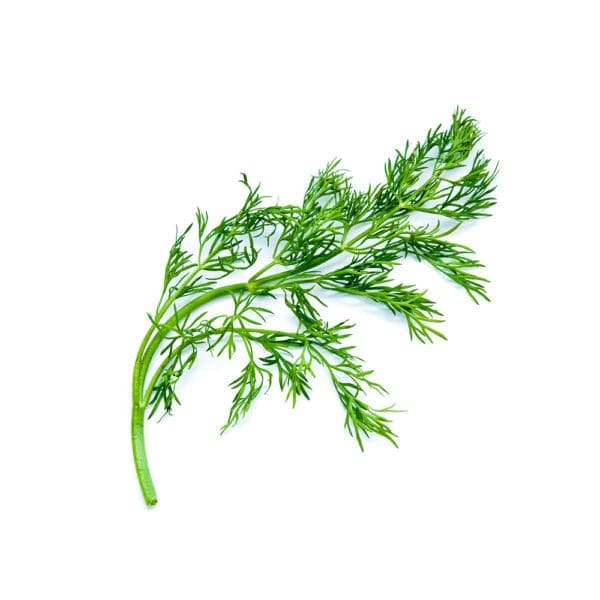 Dill