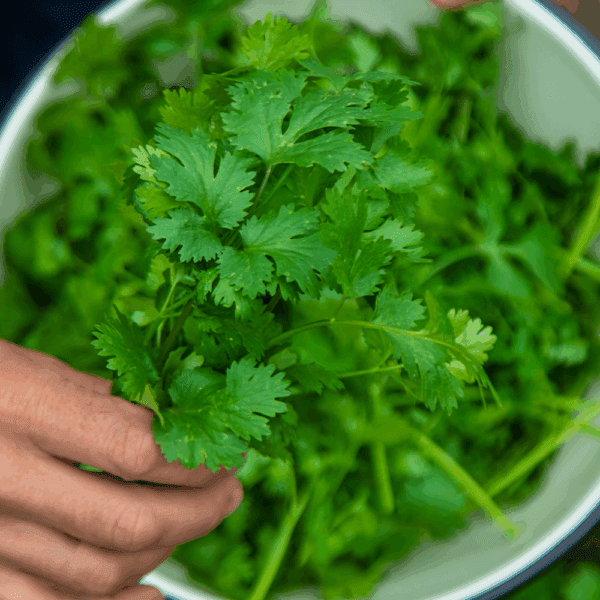 Fresh Coriander