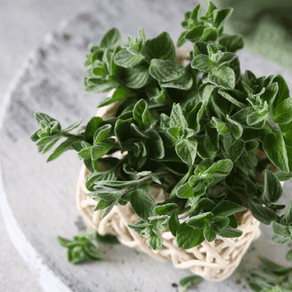 Oregano