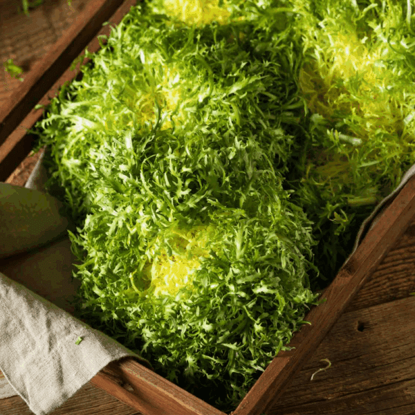 Fine Frisée (Curly)