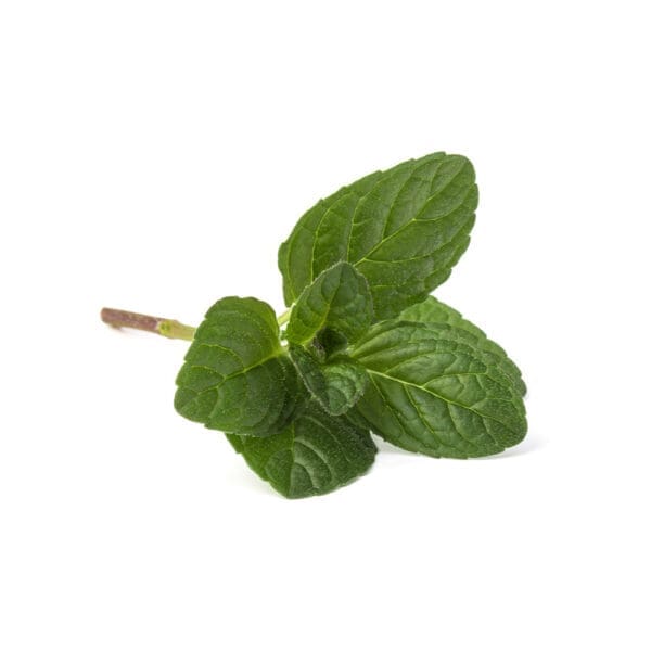 Fresh Mint