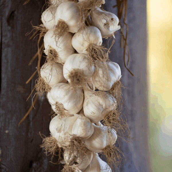 Garlic String