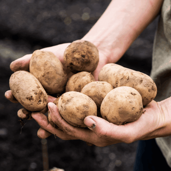 Bakers Potatoes 40s