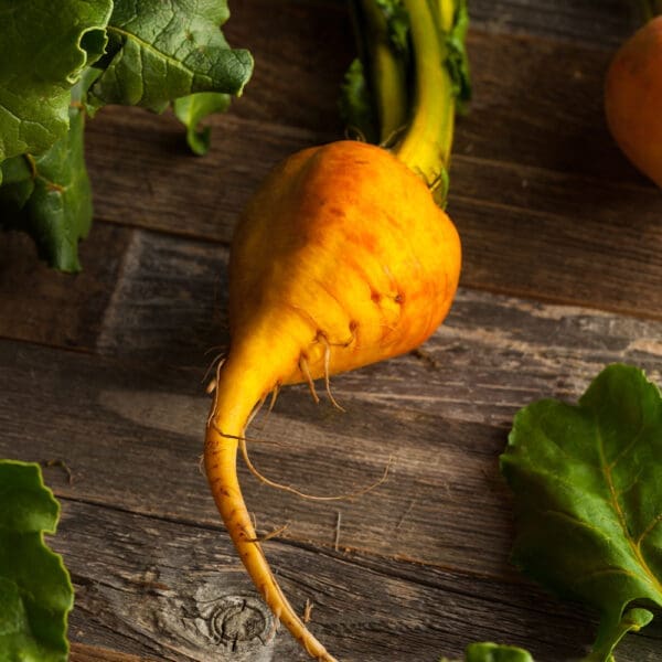 Golden Beetroots