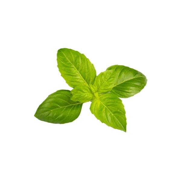Basil
