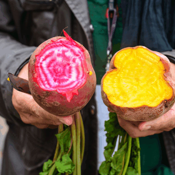 Candy Beetroot