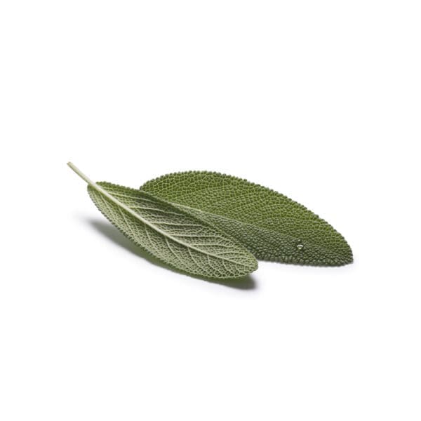 Fresh Sage