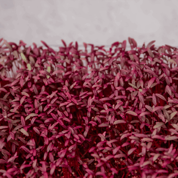 Micro Amaranth