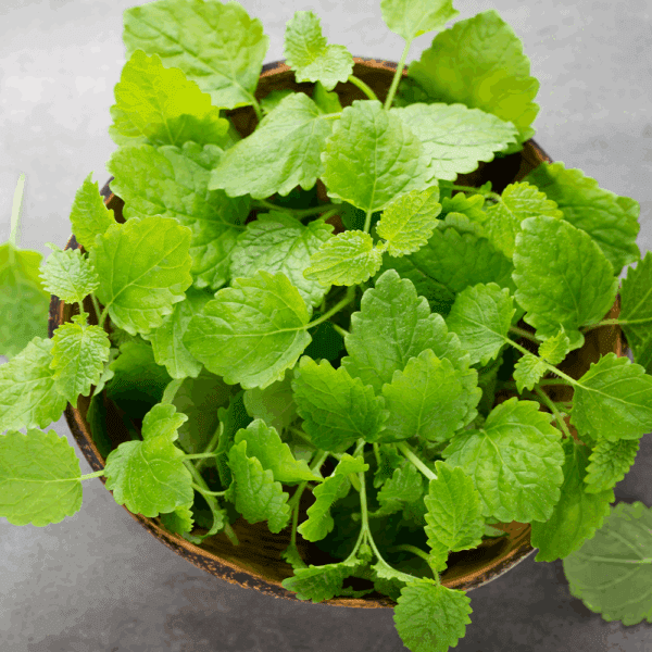 Micro Lemon Balm