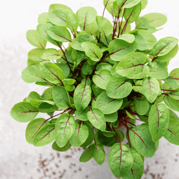 Micro Red Vein Sorrel