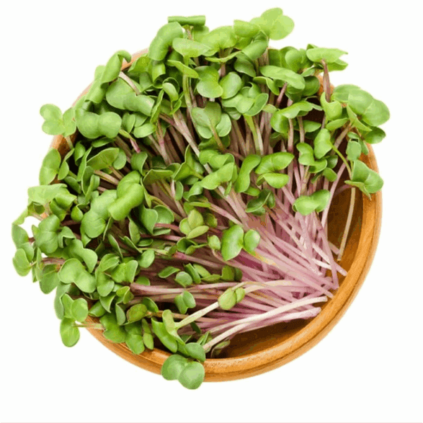 Sky Sprouts Organic China Rose Radish Sprouts