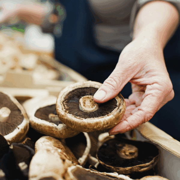 Flat Mushrooms