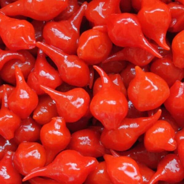 Sorriso Roasted Sweet Red Drop Peppers