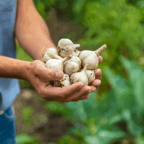 Garlic Bulbs