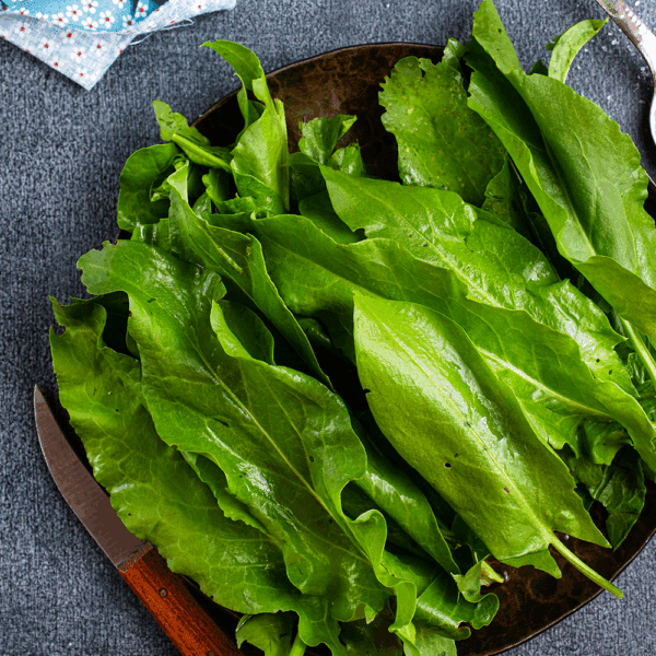 Fresh Sorrel