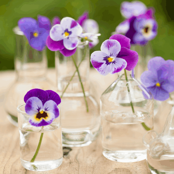 Viola Flowers