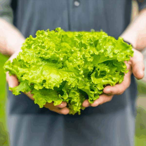 Oakleaf Lettuce