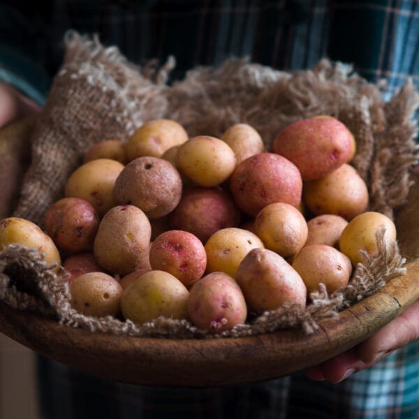 Cornish New Potatoes