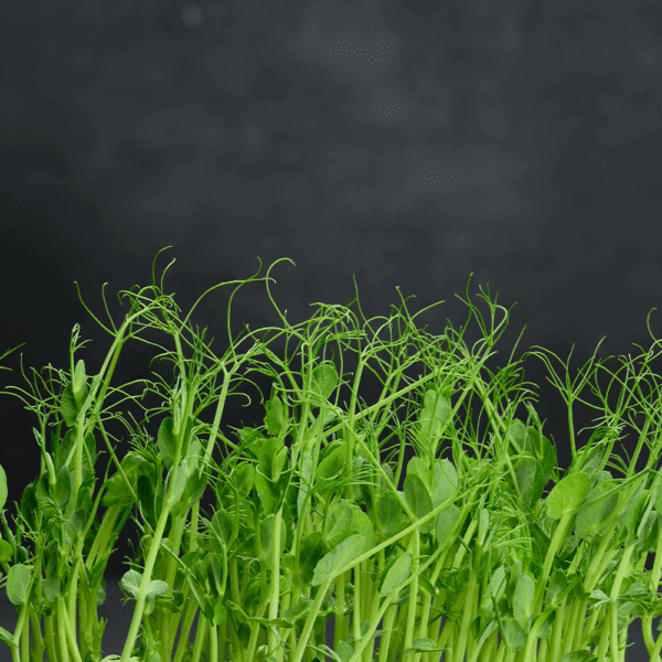 Micro Tendril Pea Shoots