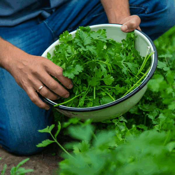 Chervil