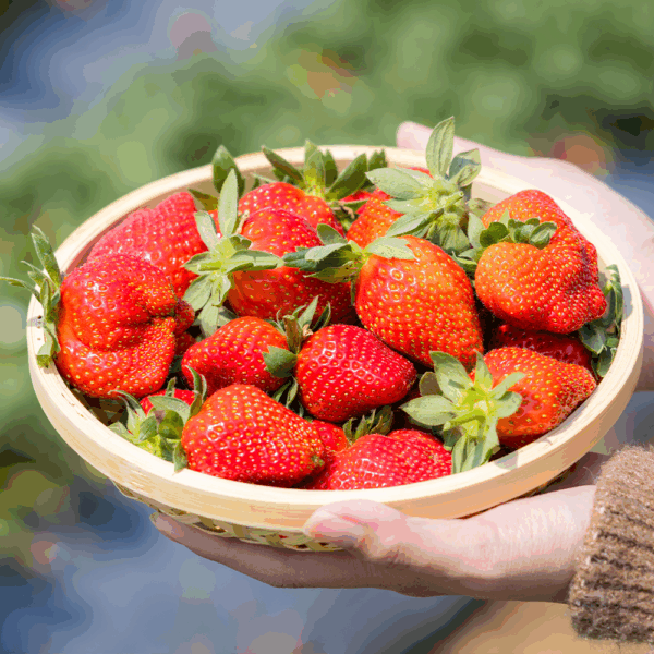 English Strawberries