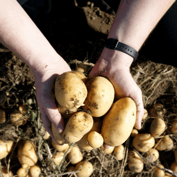 Potato Mids