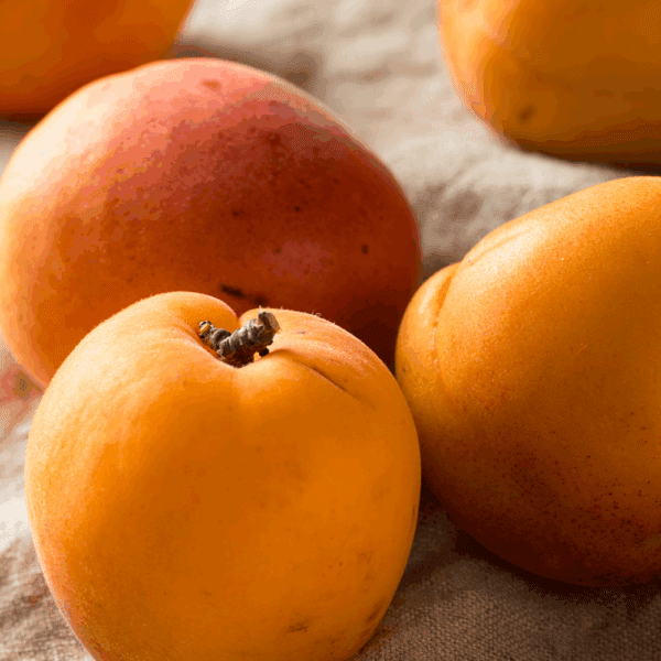 Fresh Apricots
