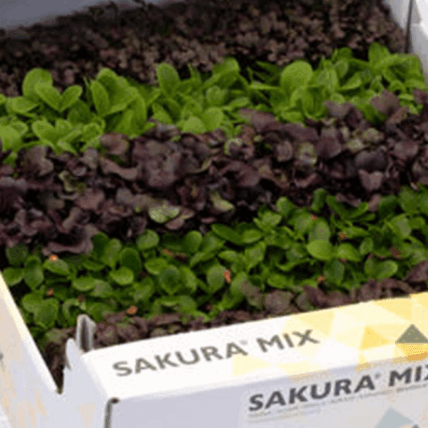 Sakura Cress Mix