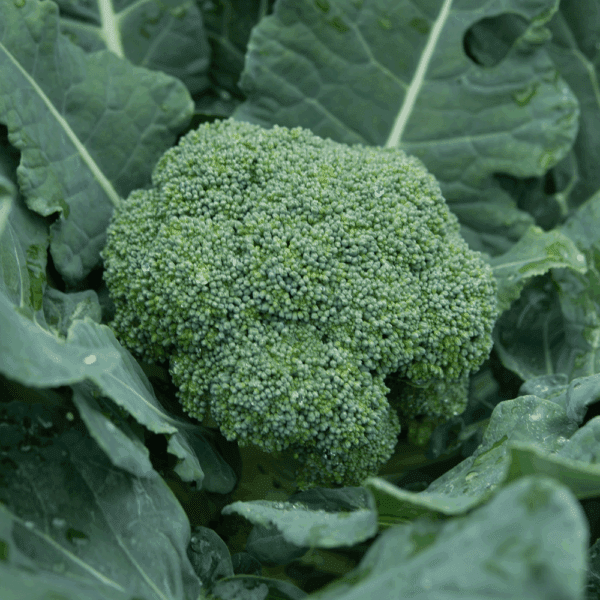 Broccoli Calabrese