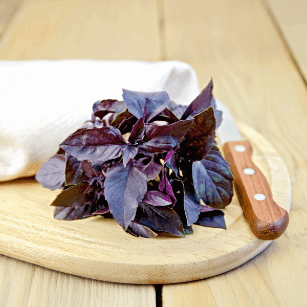 Micro Red Basil