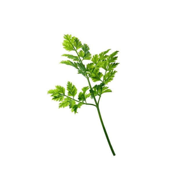 Chervil - Image 2